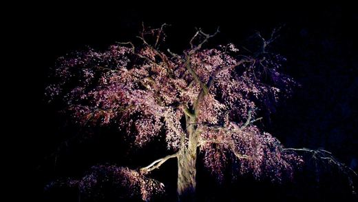 Night Sakura