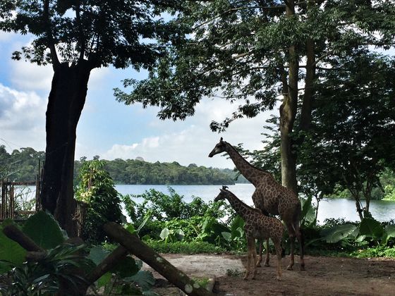 Singapore Zoo