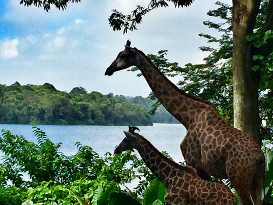 Singapore Zoo