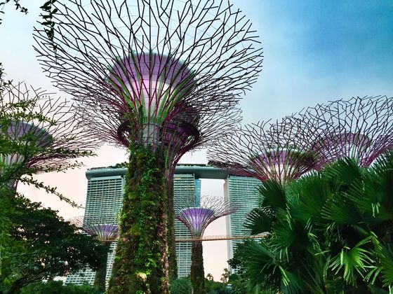 Supertree Grove at Gardens by the Bay