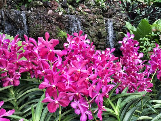 National Orchid Garden