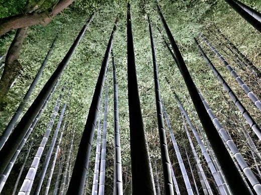 Bamboo Grove